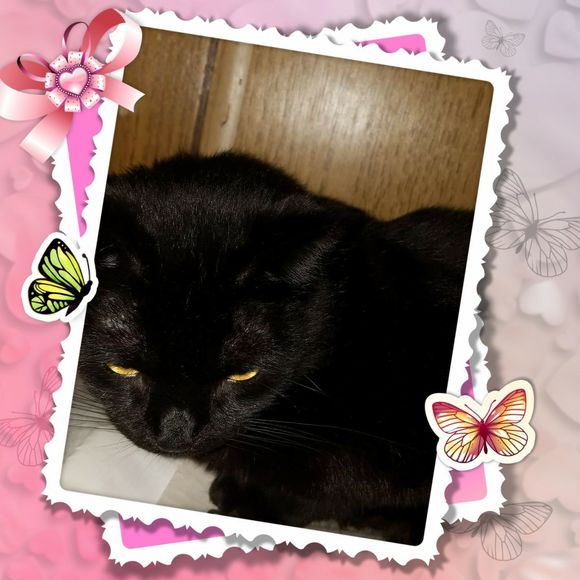 Meet your Posher, Phyllis - Picture 1 of 1